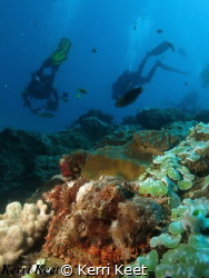 Scorpion fish hides while divers look for critters on the... by Kerri Keet 